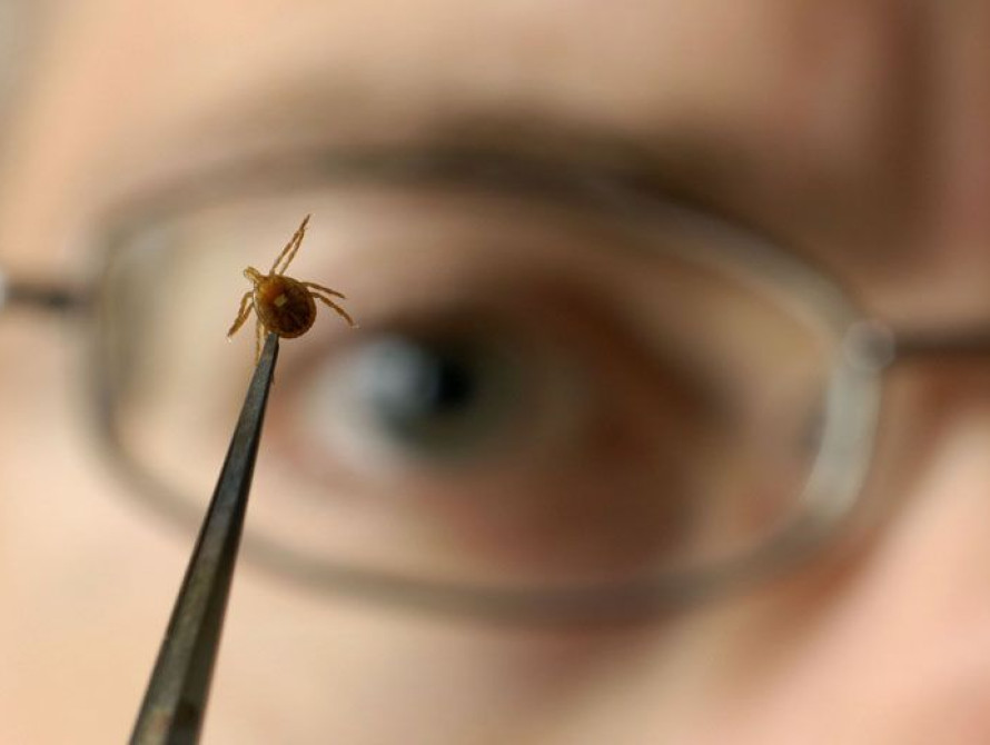 В Запорожской области участились случаи болезни Лайма