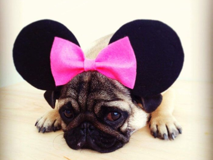 В Запорожье мопс стал героем Интернета