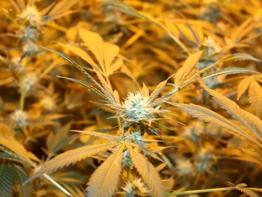 В Запорожье милиция в одной из квартир нашла "деревья" конопли