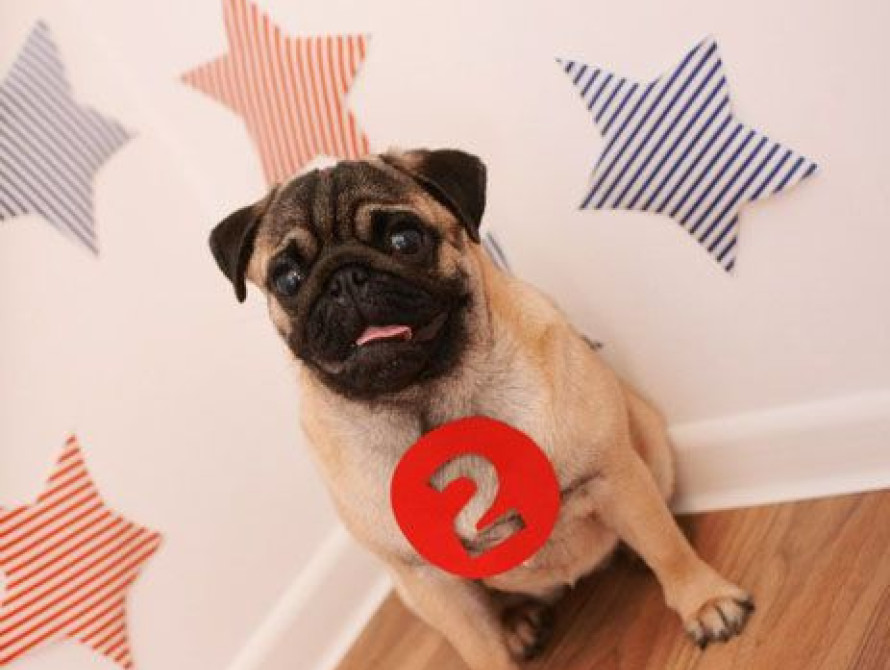 7 июня в Запорожье: новый "мэр" Мелитополя, двойная субвенция для области и звездный день мопса