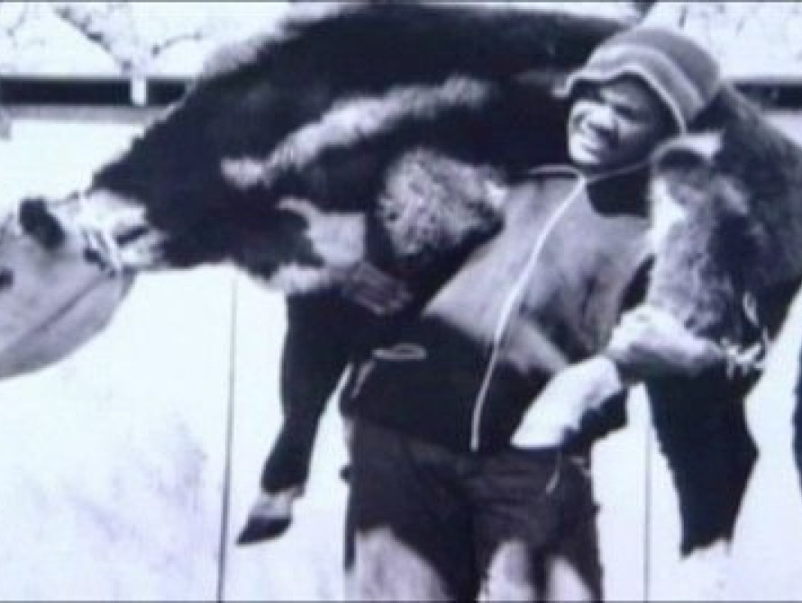 В Запорожской области поймали грабителя с двумя коровами