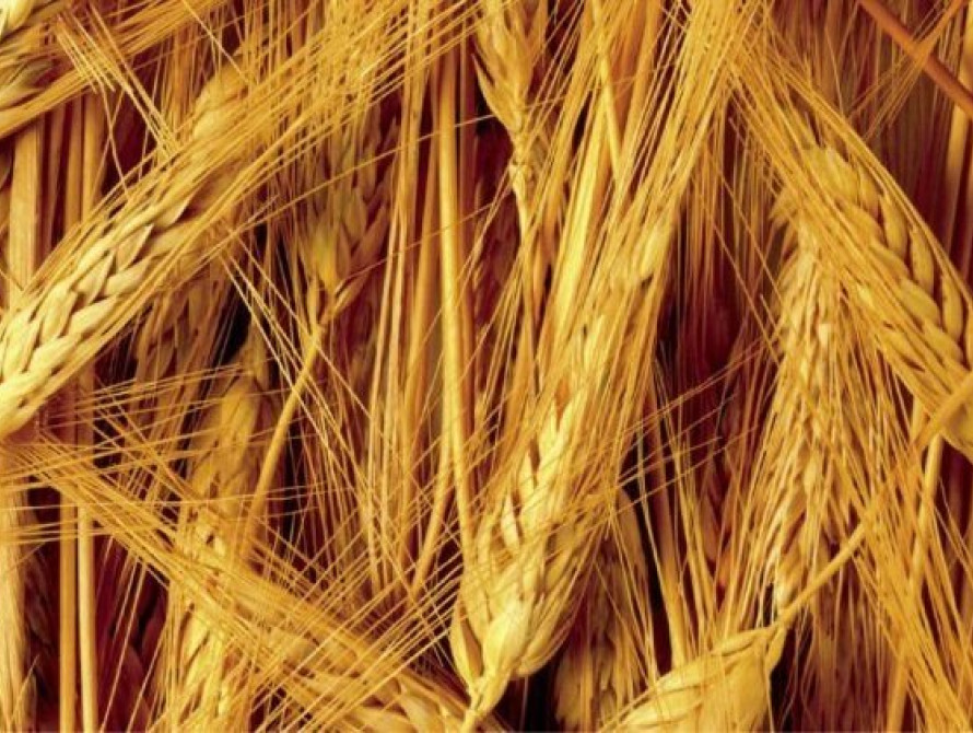 Запорожские заключенные приступили к сбору урожая 