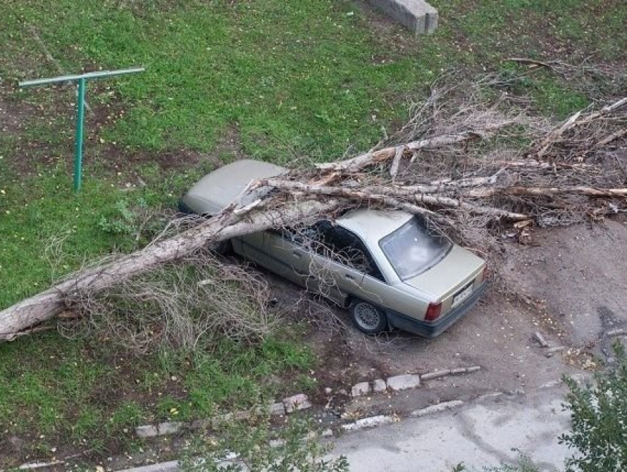 В Запорожской области ураган валил деревья 