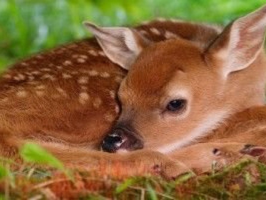 В Мелитополе МЧС ловили оленя на КП "Водоканал"