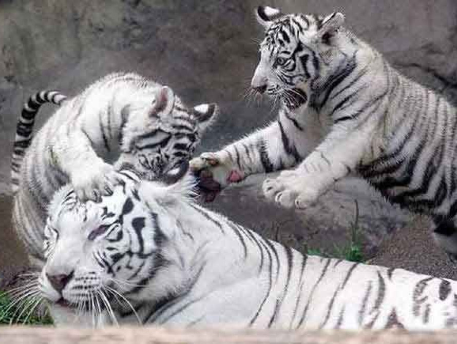 В Бердянск привезли трех белых тигров из Европы