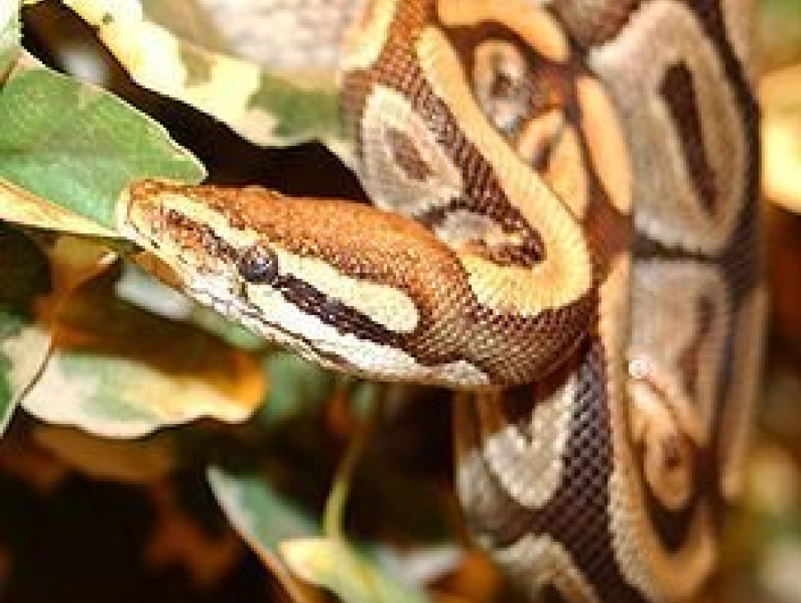 В Бердянске милиционеры отобрали у фотографа питона