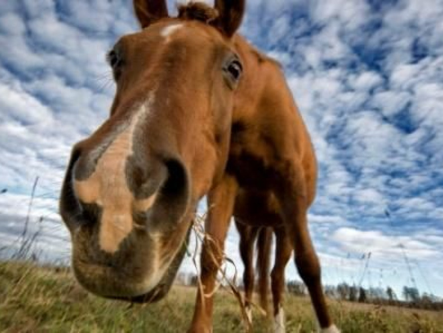 В Бердянске милиция отобрала у фотографа лошадь