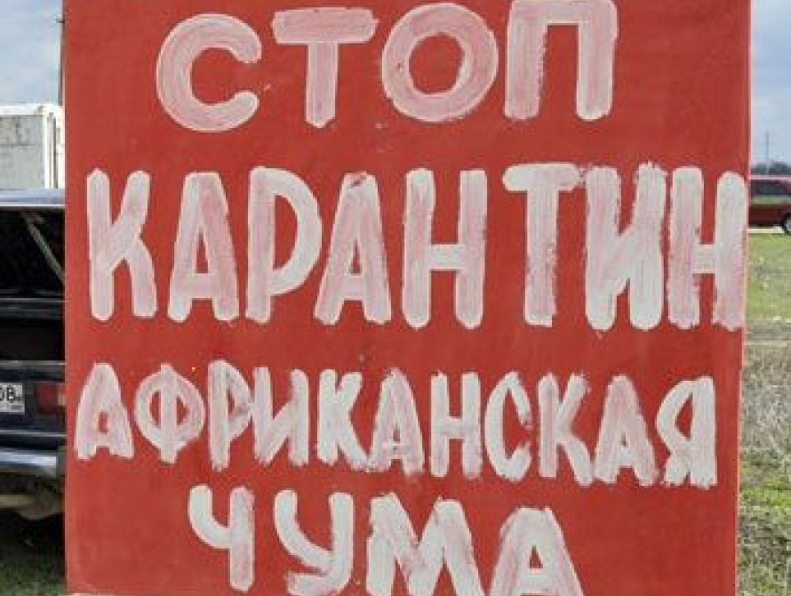 Запорожских свиней начали прививать от африканской чумы