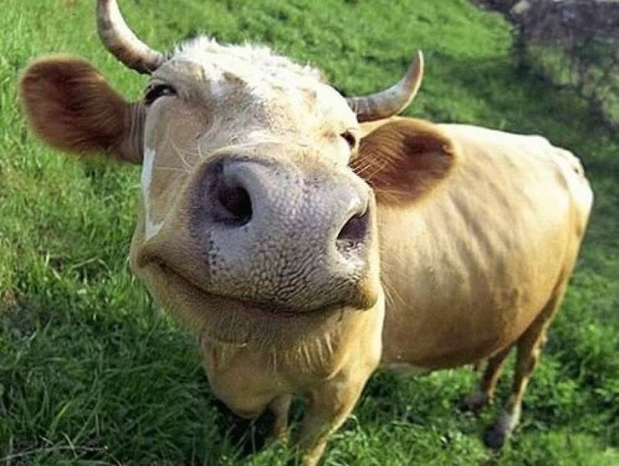 В Запорожской области стало больше коров и свиней