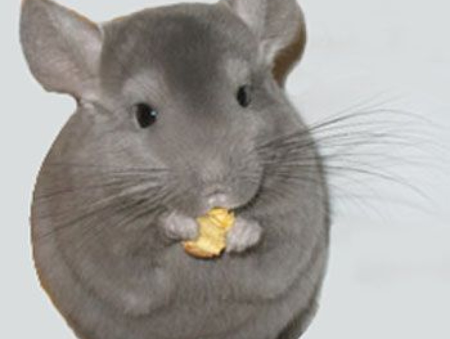 В Запорожье на ДЖД появились новые животные