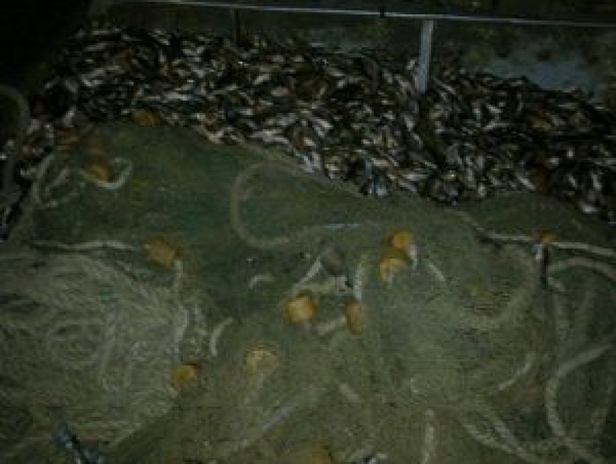 В Запорожской области шестеро браконьеров наловили бычков на полмиллиона гривен