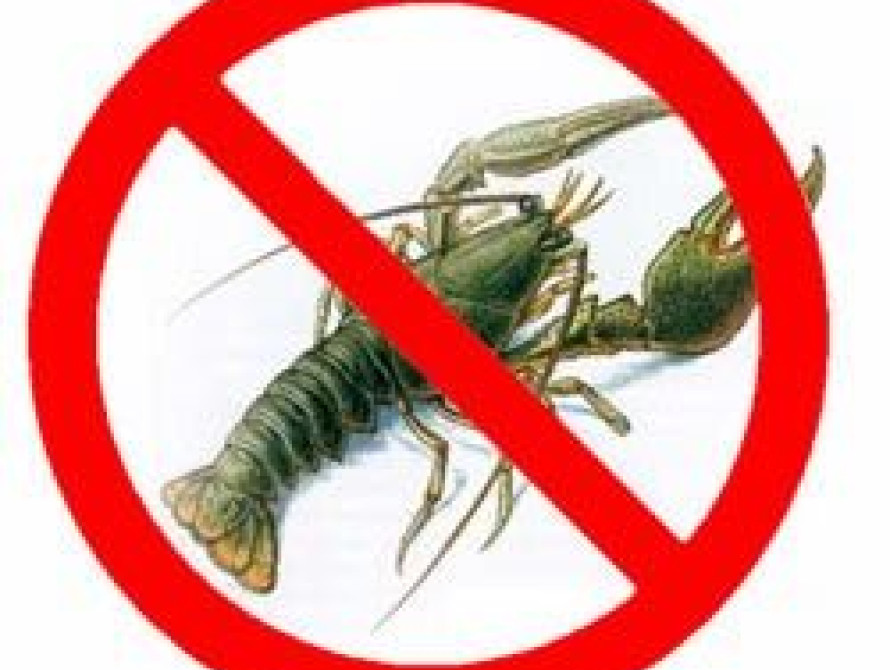 В Запорожской области запретили лов раков