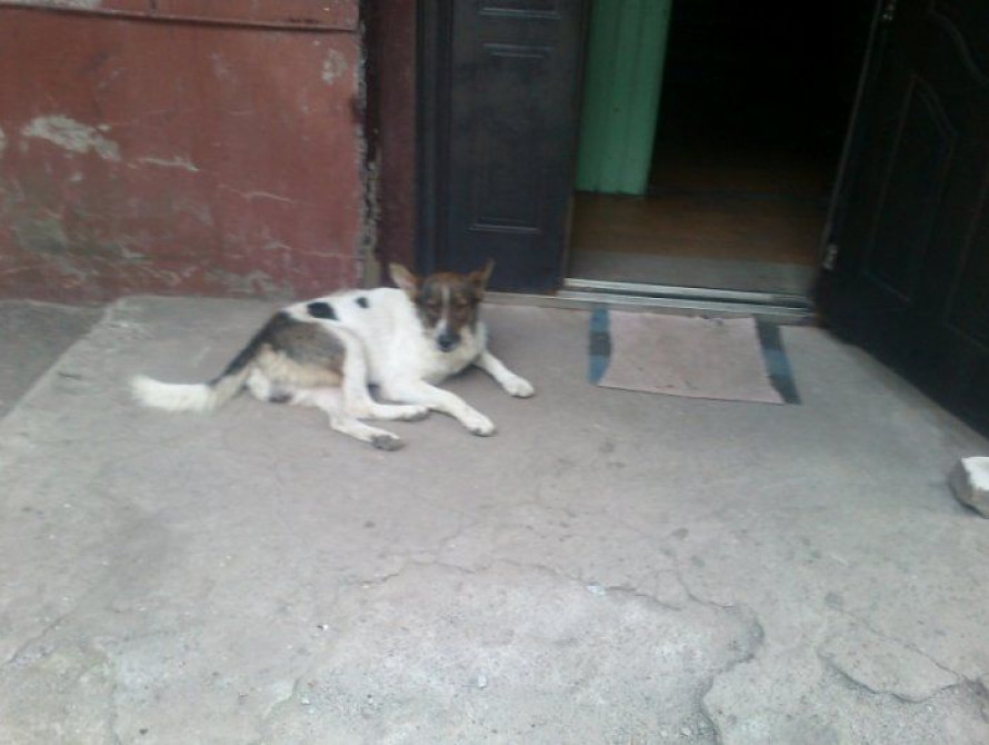 В Запорожье по коридорам больницы разгуливают собаки