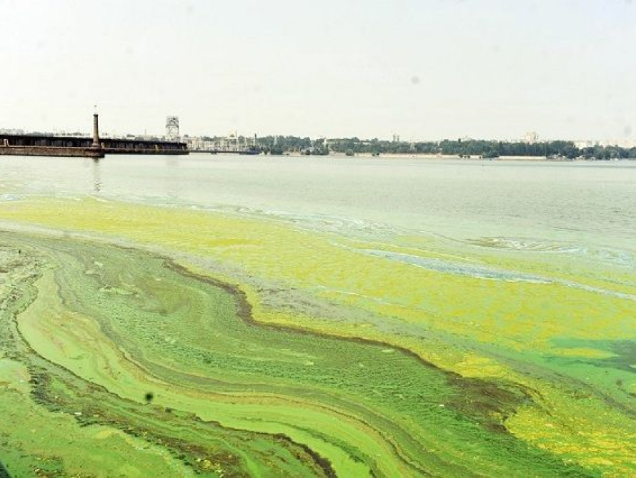В Запорожье СЭС утверждает, что разлагающиеся водоросли не опасны