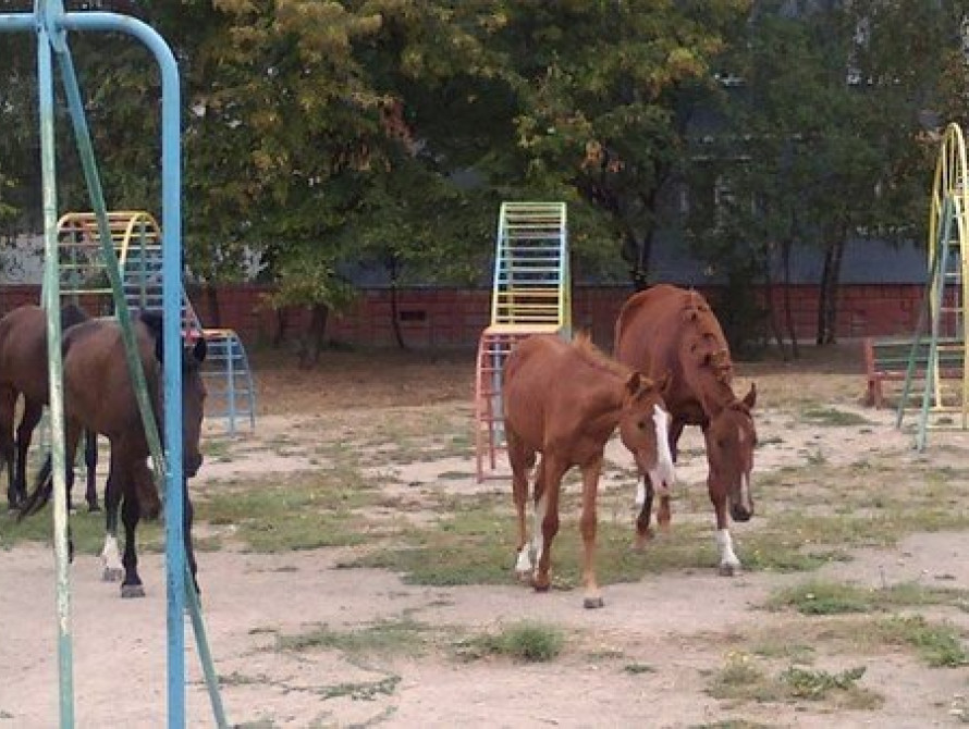 В Запорожье на детской площадке выгуливали лошадей
