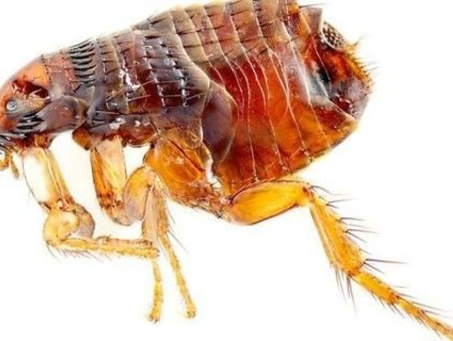 В Запорожье нашествие блох