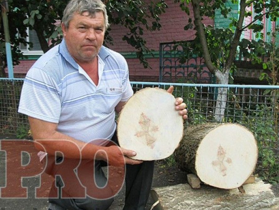 В Бердянске мужчина обнаружил в стволе дерева изображение креста