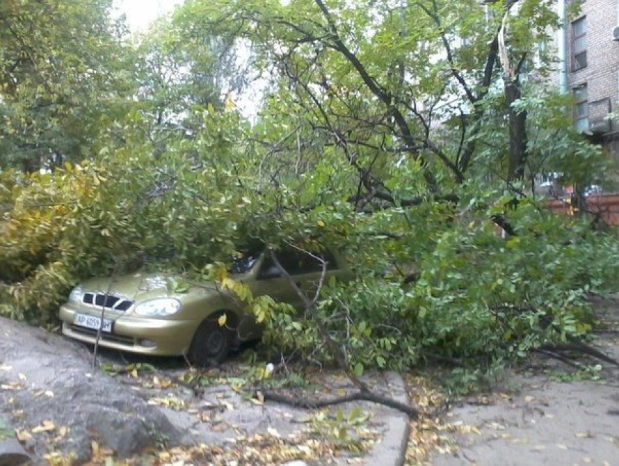 В Запорожье дерево упало на припаркованную легковушку