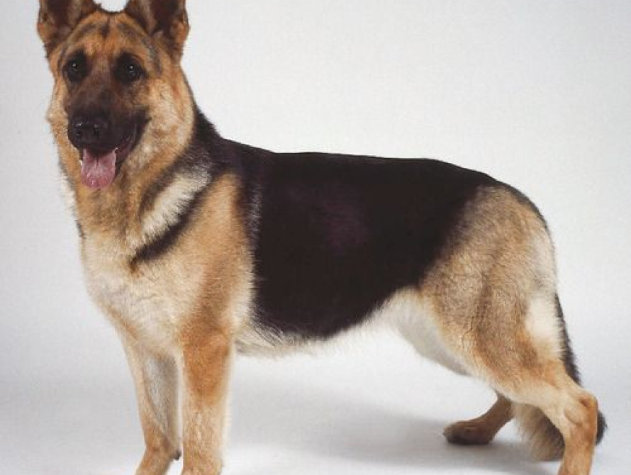 В Запорожье прошла Международная выставка собак