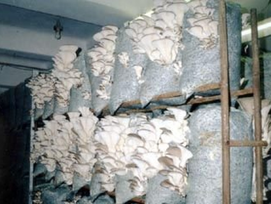 В Запорожье 4 человека отравились грибами