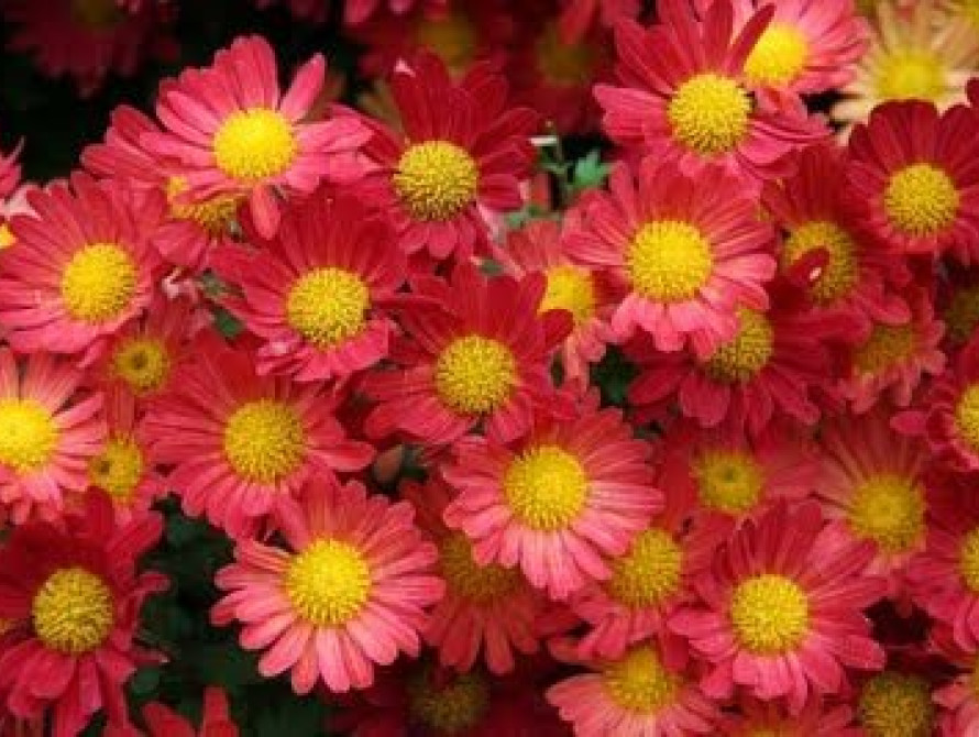 В Запорожье впервые пройдет "бал хризантем"