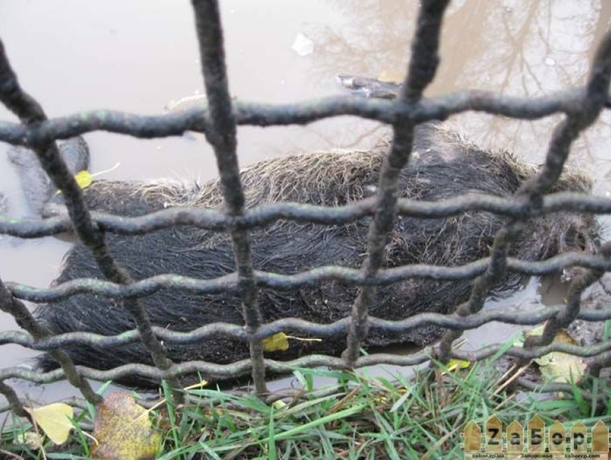 В Запорожье на ДЖД посетителям предлагалось посмотреть на мертвого кабанчика