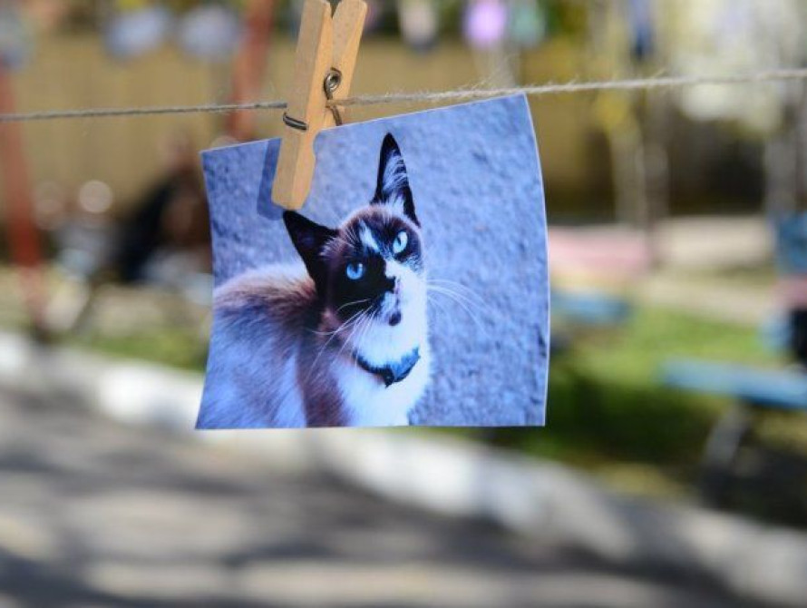 В Запорожье фотосушка собрала мало участников, но много котов