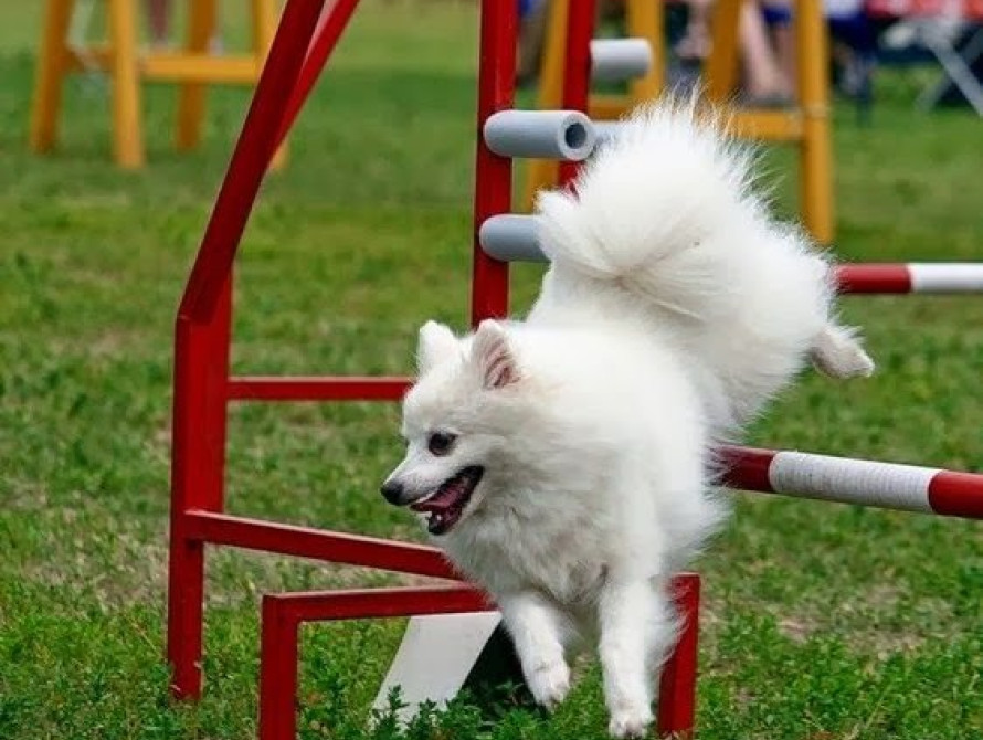 В Запорожье для собак устроят спортивные соревнования