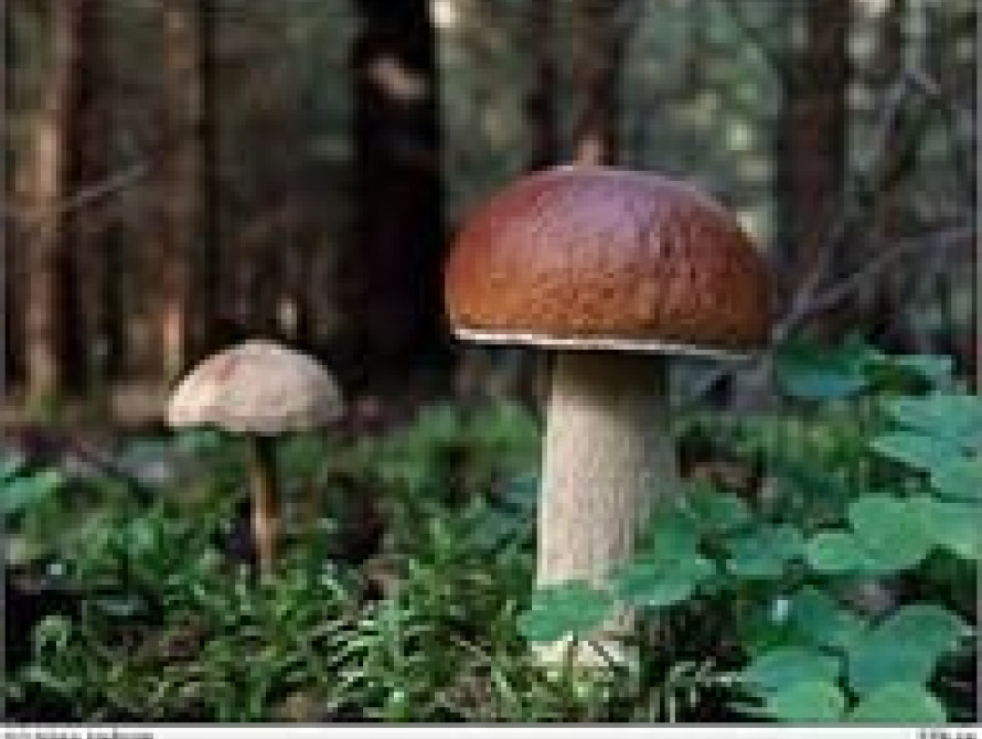 В Запорожье собирать грибы – нельзя!