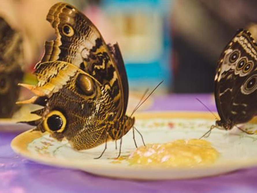 В Запорожье привезли около ста необычных бабочек