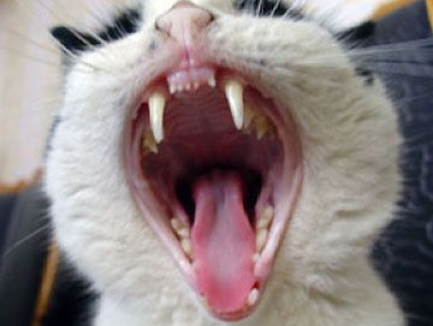 В Запорожье пройдет Международная выставка кошек