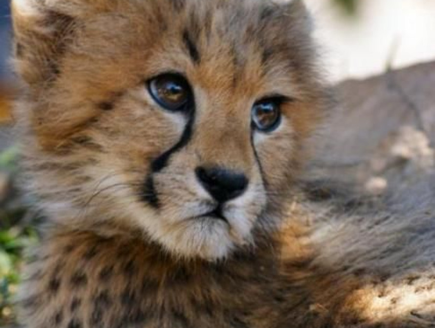 В бердянском зоопарке появился гепард