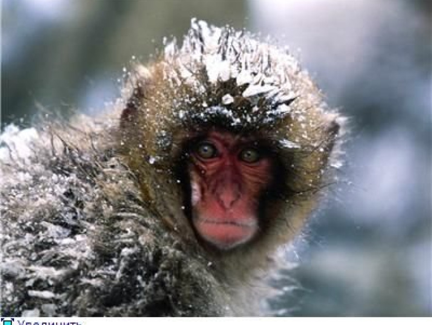 В Бердянском зоопарке обезьянки впервые будут зимовать на улице