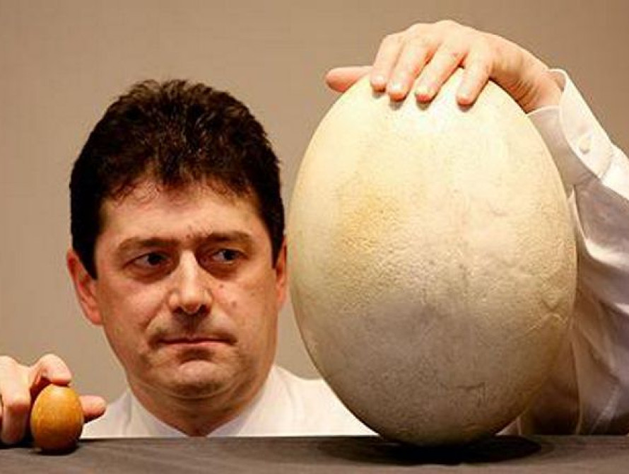 В Мелитополь привезли единственное в мире яйцо Эпиорниса