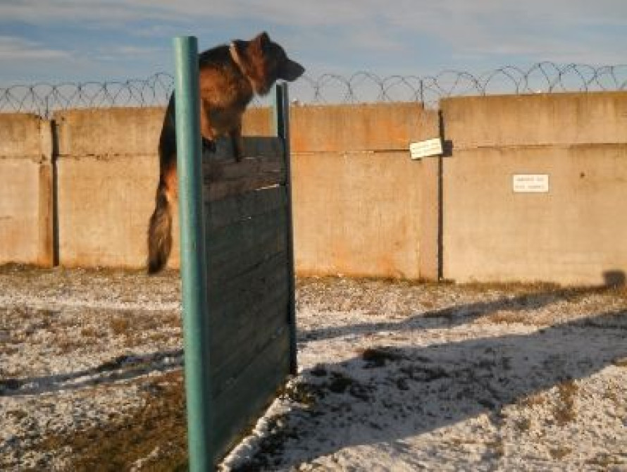 В колонии Запорожской области провели тренировку собак