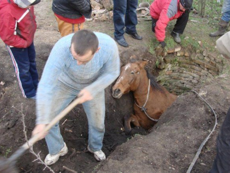 В Запорожской области лошадь провалилась в колодец 