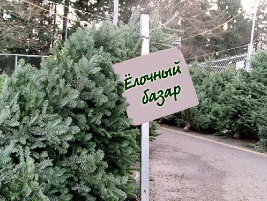 В Запорожье открылись елочные базары