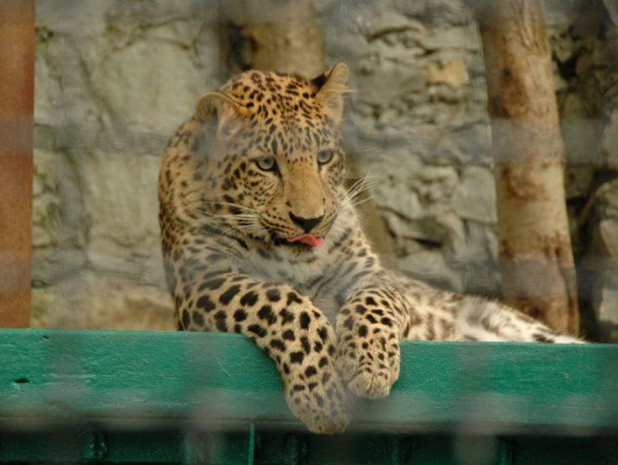 В Бердянске в зоопарке появился гепард 