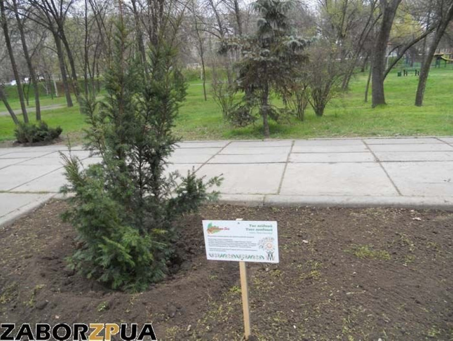 В Запорожье в "Дубовке" высадили 71 экзотическое дерево