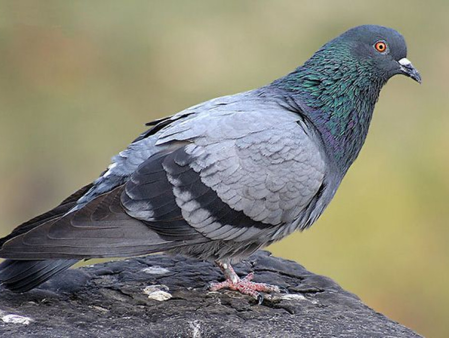 Запорожские пожарные спасали… голубя