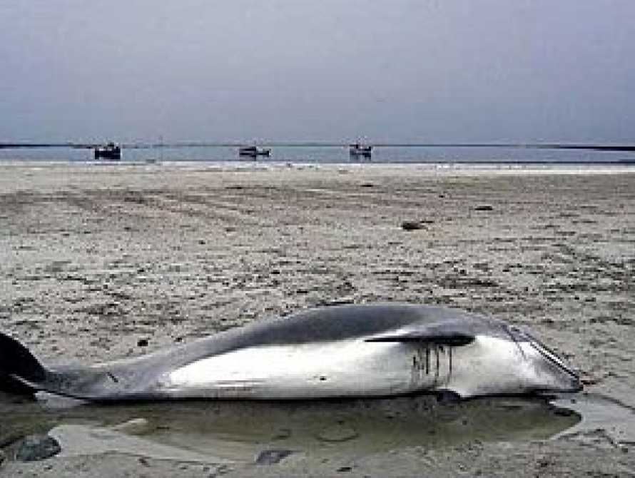 В Запорожской области на побережье Азовского моря нашли труп дельфина