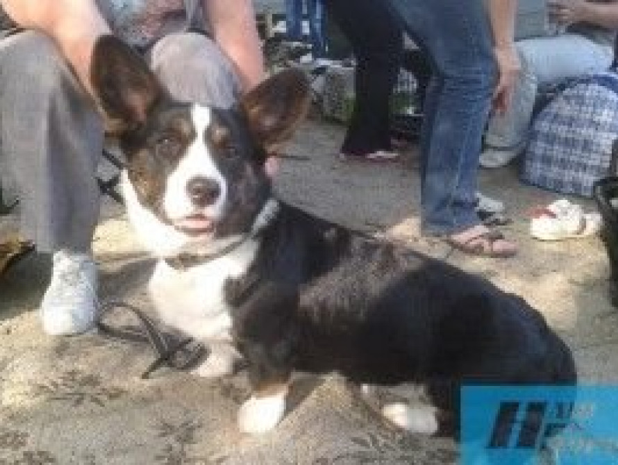 В Мелитополе прошла международная выставка собак 