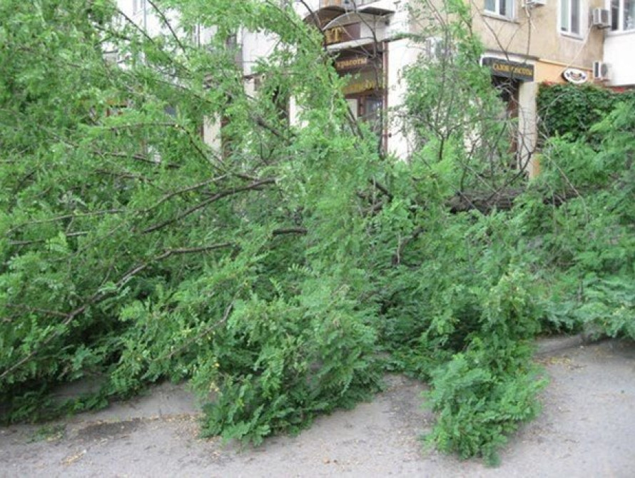 В центре Запорожья огромное дерево перегородило дорогу