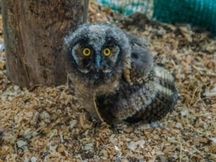 В Запорожье на Хортице создали реабилитационный центр для хищных птиц