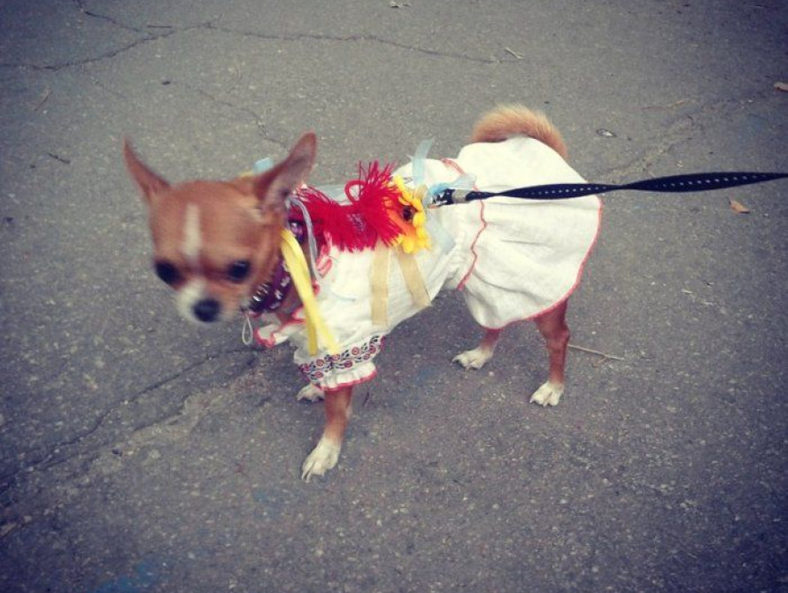 В патриотическом шествии по Запорожью участвовали собаки в вышиванках