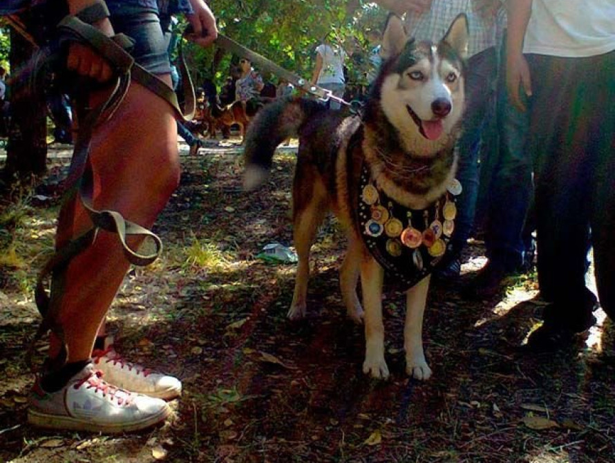 В Бердянске состоялась всеукраинская выставка собак