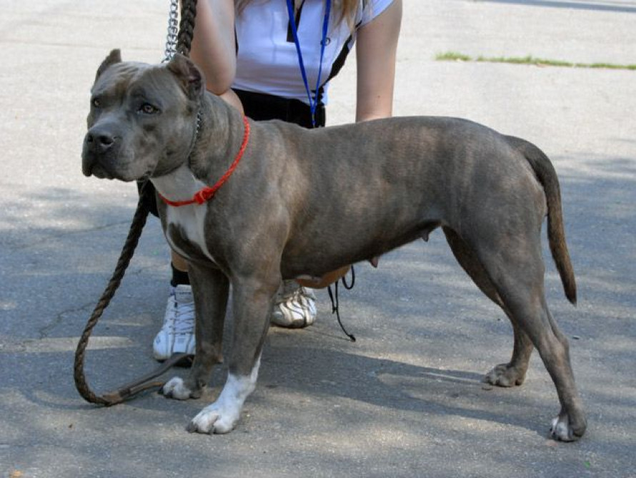 Кинологические клубы Запорожья и Украины пытается "подмять" под себя Россия 