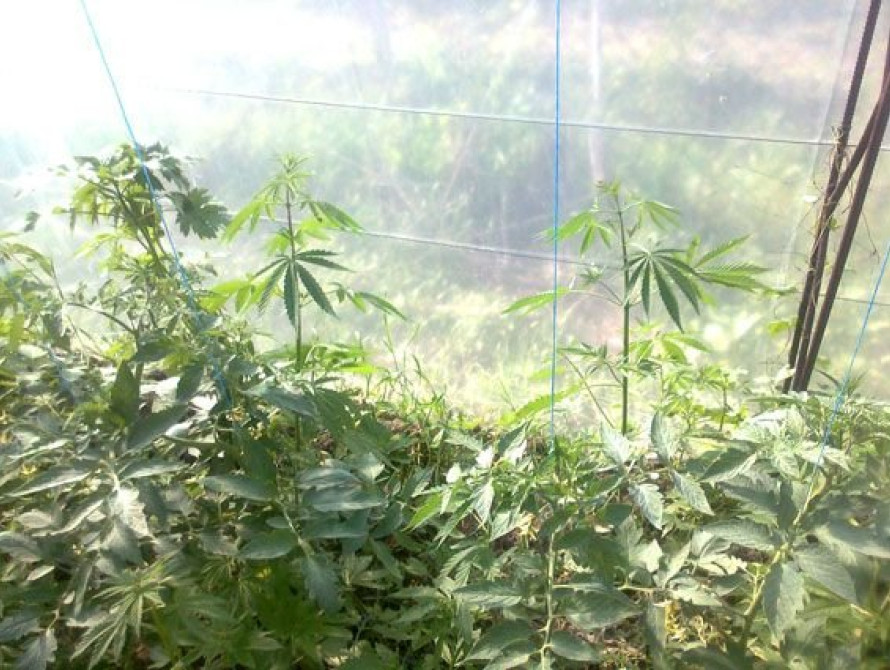 В Запорожской области плантацию конопли прятали в зарослях помидоров