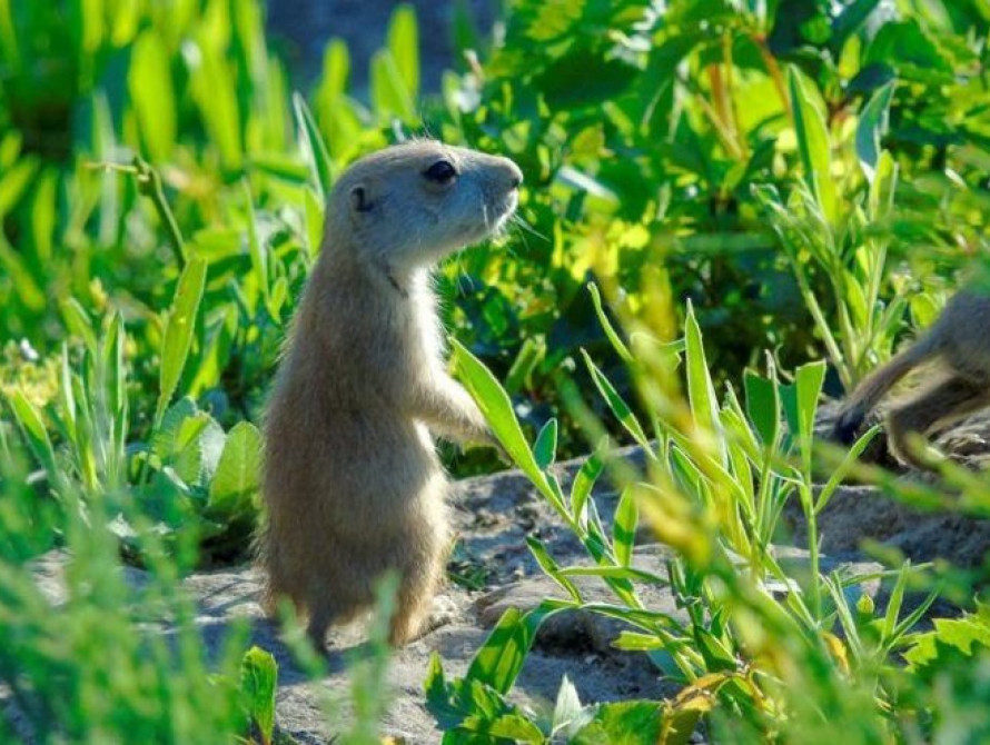 В Зоопарке Бердянска пополнение в семействе луговых собачек (фото)