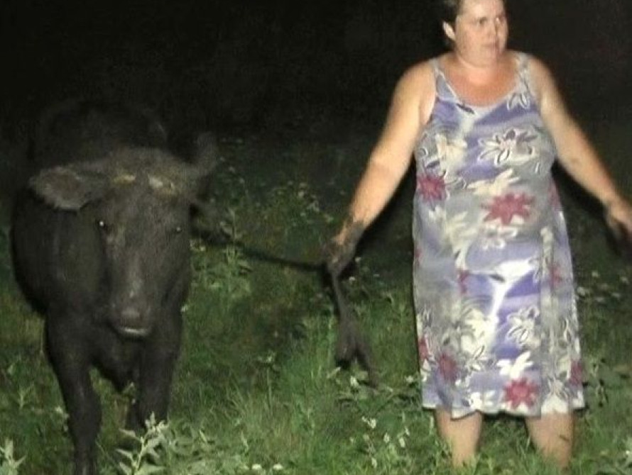 В Запорожской области спасатели вытаскивали корову из ямы